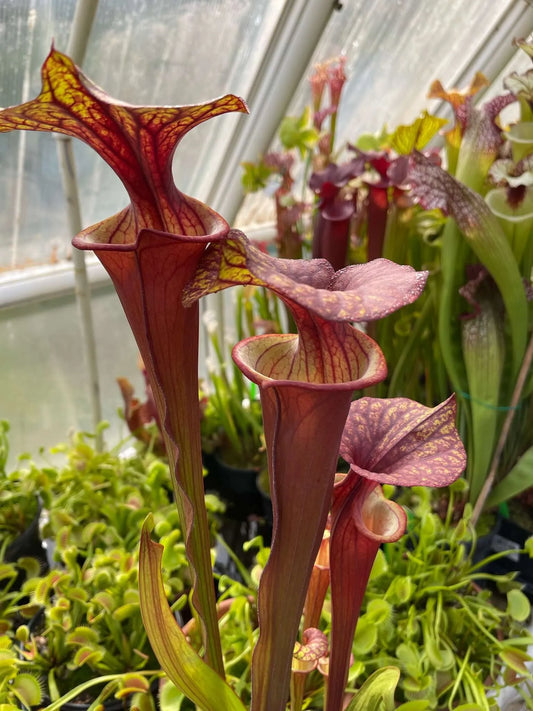 Sarracenia flava atropurpurea Cut F2 Daniele R. -CK (Shipped Bare-Root)