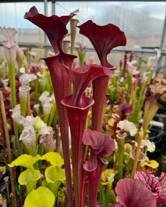 Sarracenia flava atropurpurea (Gulf Coast x Cuprea Lois) Best of Batch Solid Red (Shipped Bare-Root)