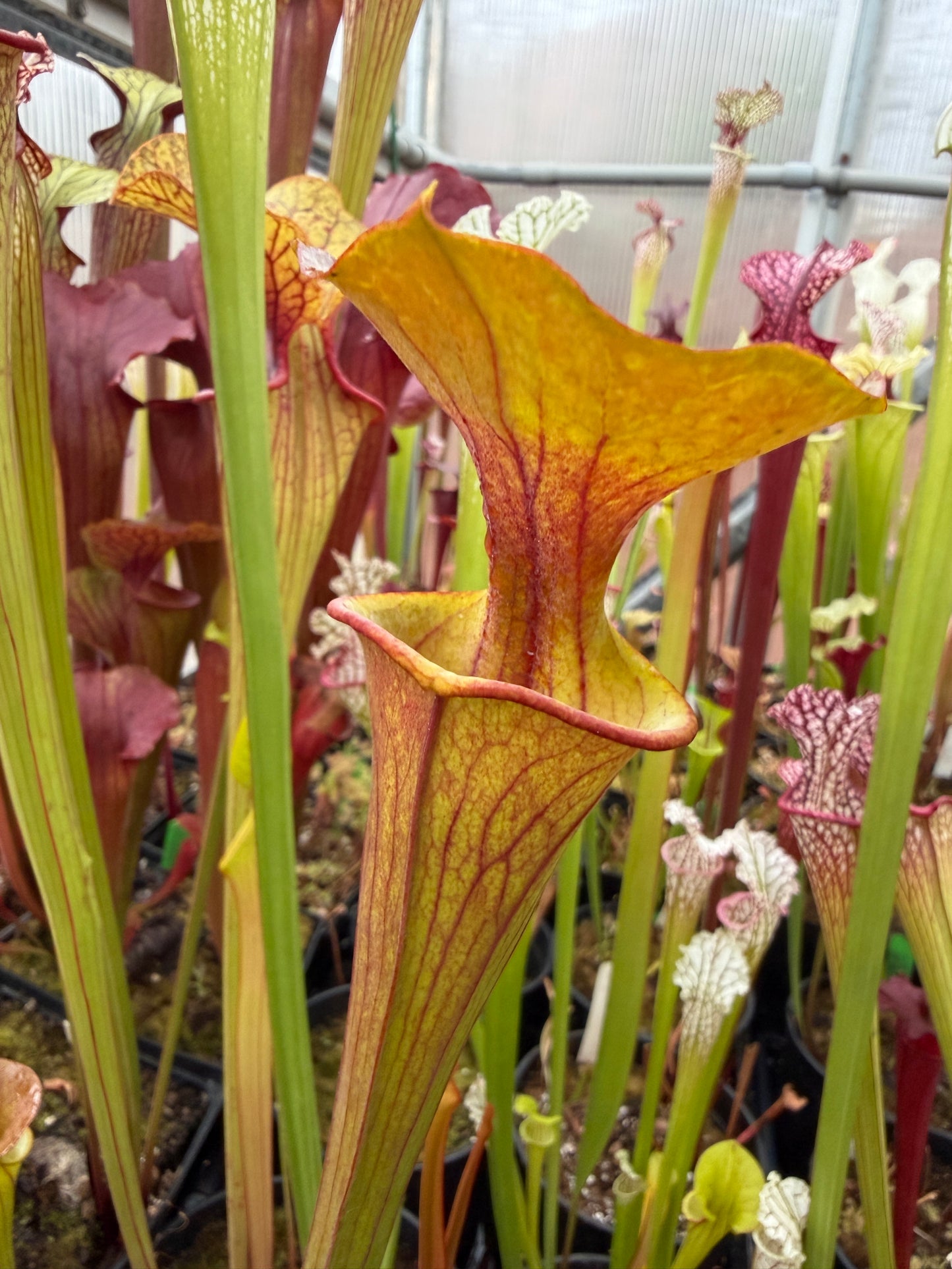 Sarracenia flava cuprea Reversed Veins - Small (Shipped Bare-Root)