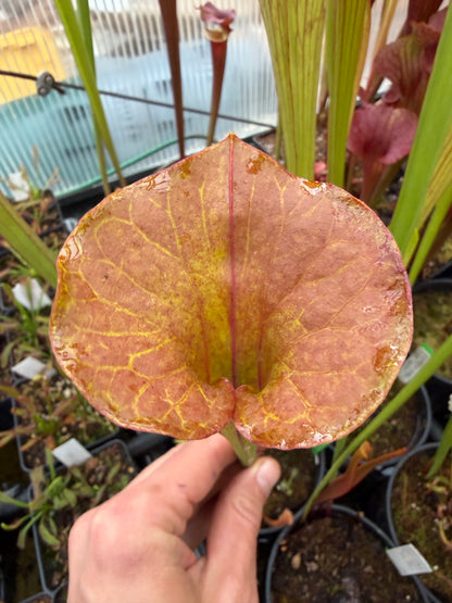 Sarracenia flava cuprea Reversed Veins - Small (Shipped Bare-Root)
