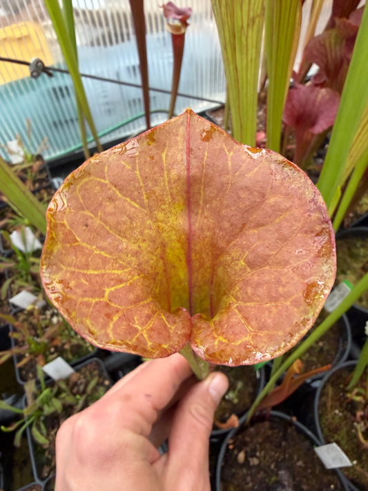 Sarracenia flava cuprea Reversed Veins - Small (Shipped Bare-Root)