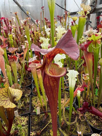 Sarracenia flava Endo's #15 Japanese clone - Small (Shipped Bare-Root)