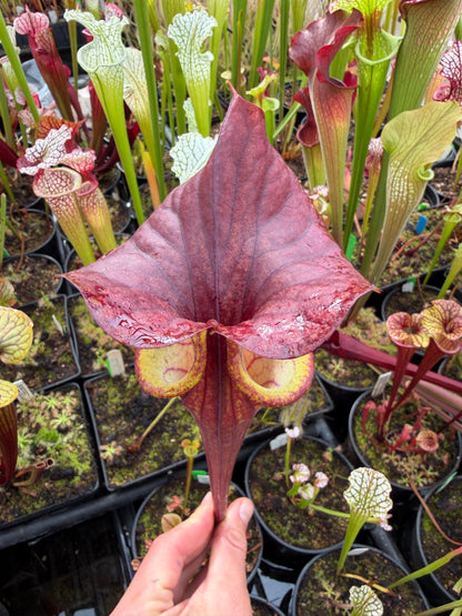 Sarracenia flava Endo's #15 Japanese clone - Small (Shipped Bare-Root)