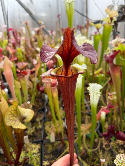 Sarracenia flava Endo's #15 Japanese clone - Small (Shipped Bare-Root)