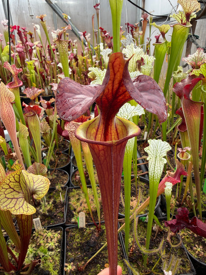 Sarracenia flava Endo's #15 Japanese clone - Small (Shipped Bare-Root)