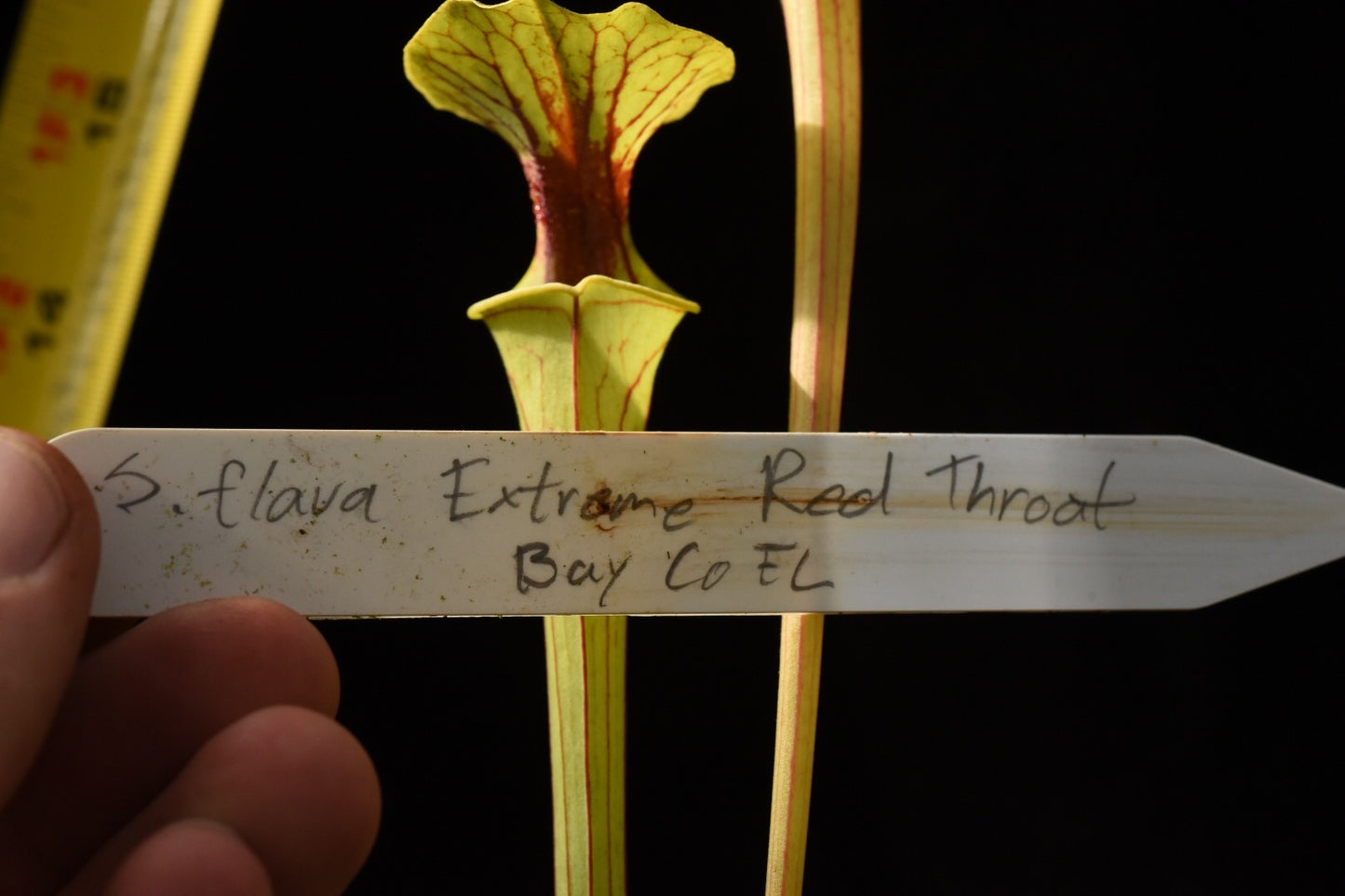 Sarracenia flava Extreme Red Throat Bay Co FL Mike W (Shipped Bare-Root)