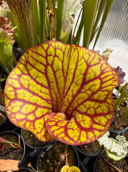 Sarracenia flava Hot Rod Orange Striped - Small (Shipped Bare-Root)