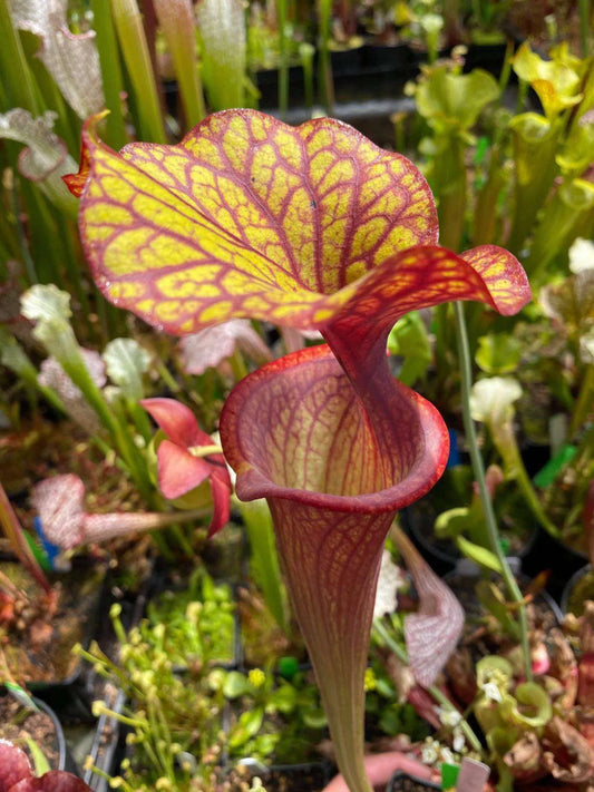 Sarracenia flava Hot Rod Orange Striped - Small (Shipped Bare-Root)