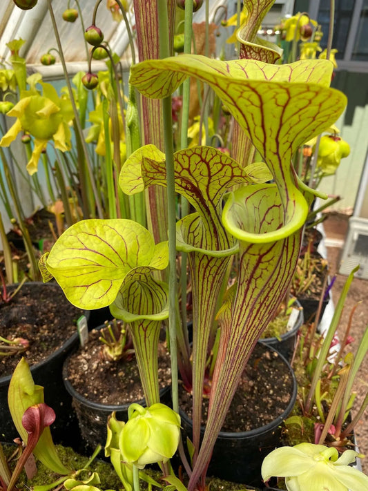 Sarracenia flava Huge Lid Heavy Veins (Shipped Bare-Root)