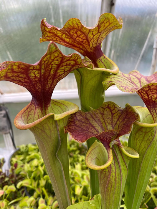 Sarracenia flava Huge Mouth lots of Color (Shipped Bare-Root)