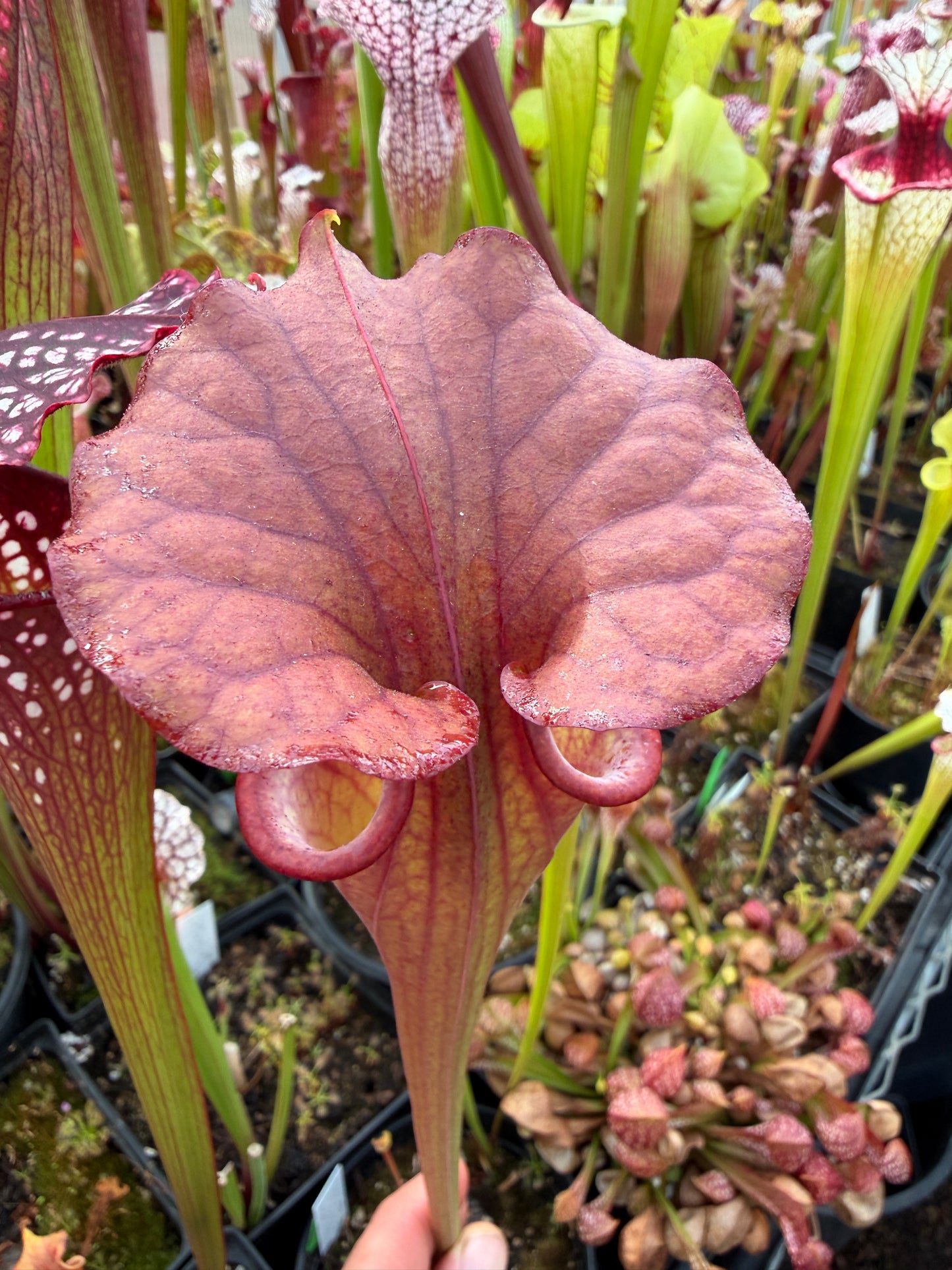 Sarracenia flava Huge Orange Okaloosa Co FL (Shipped Bare-Root)