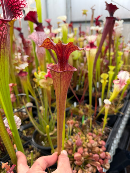 Sarracenia flava Huge Orange Okaloosa Co FL (Shipped Bare-Root)