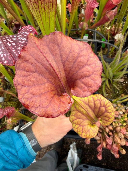 Sarracenia flava Huge Orange Okaloosa Co FL (Shipped Bare-Root)