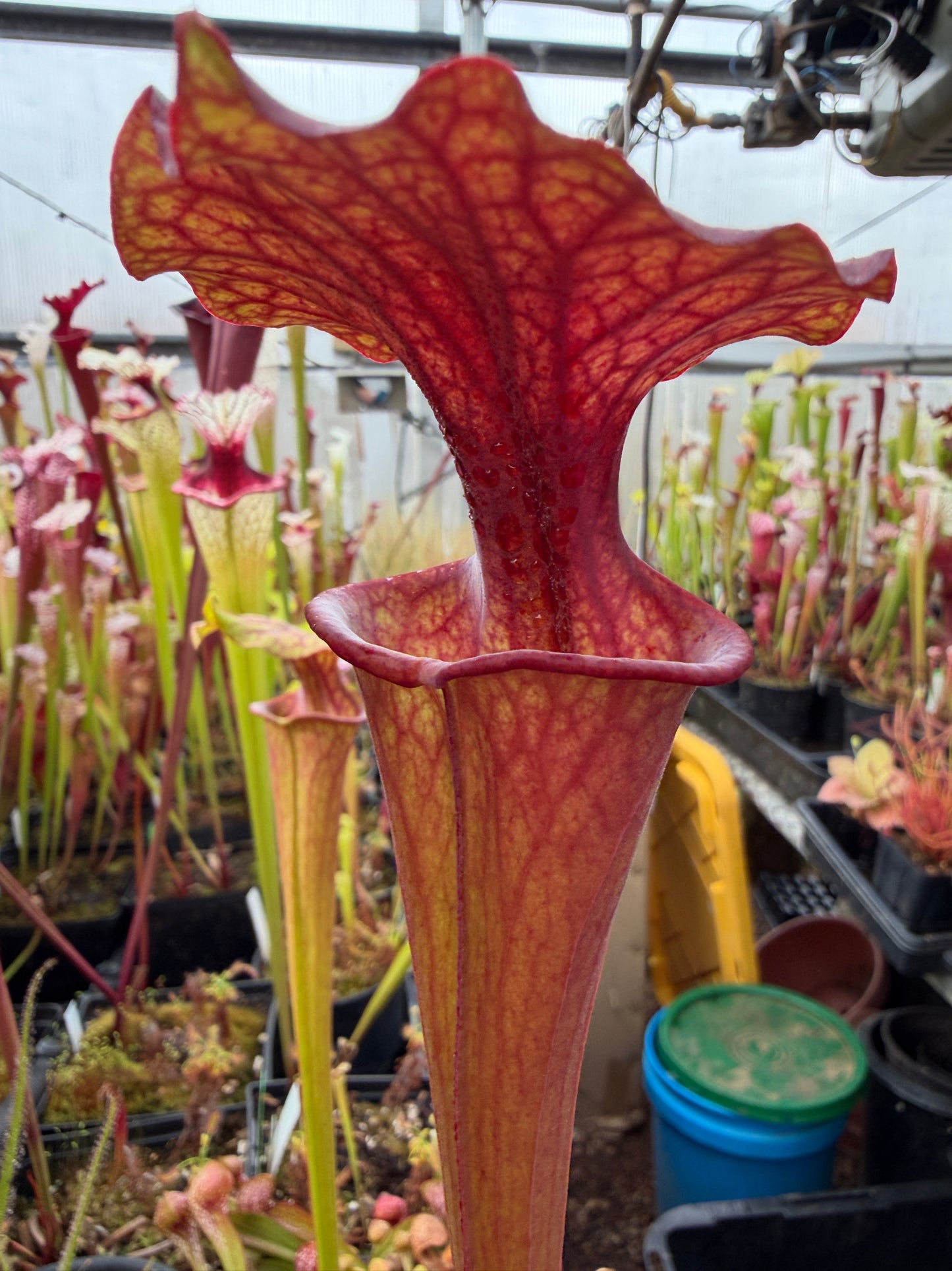 Sarracenia flava Huge Orange Okaloosa Co FL (Shipped Bare-Root)