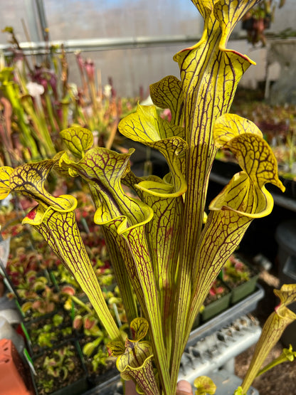 Sarracenia flava improved black veins F3 the best From Mike Wang