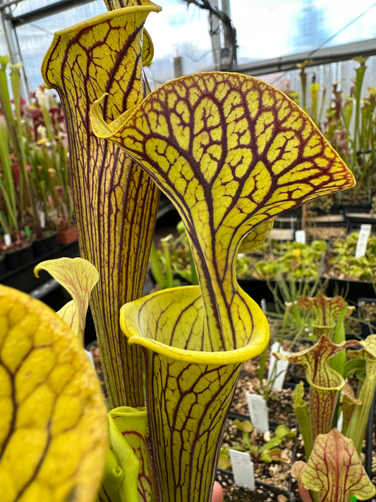 Sarracenia flava improved black veins F3 the best From Mike Wang (Shipped Bare-Root)
