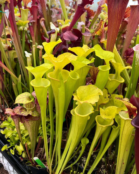 Sarracenia flava maxima Okaloosa Co FL Hyper Rare CH - Small (Shipped Bare-Root)