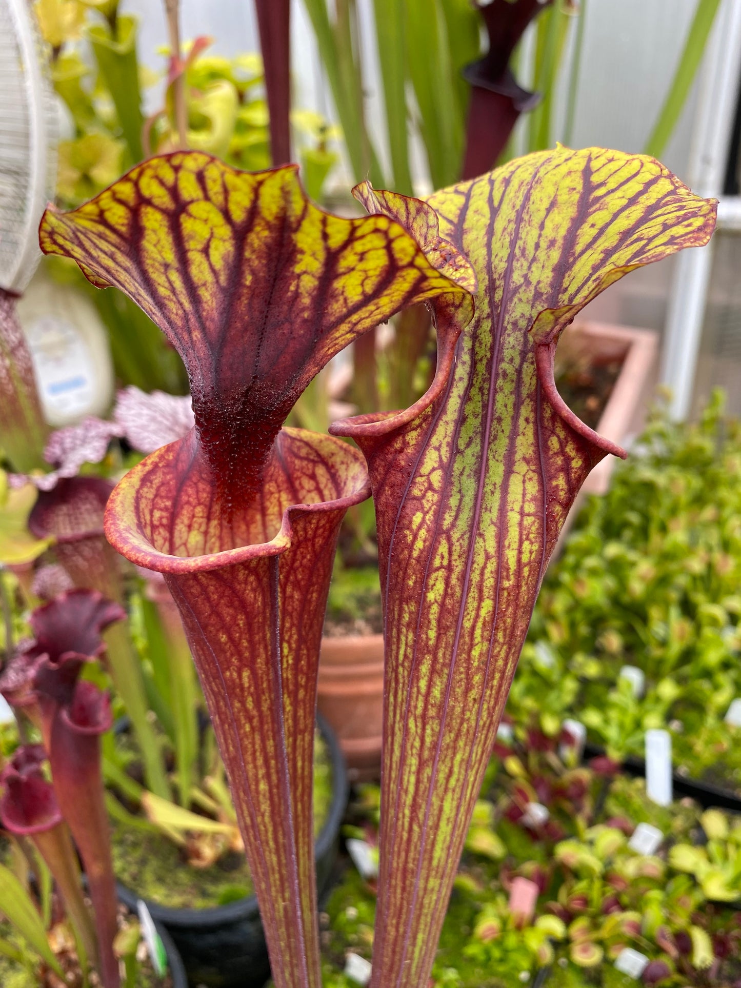 Sarracenia flava MK F234 var Rubricorpora Large Apalachicola FL (Shipped Bare-Root)