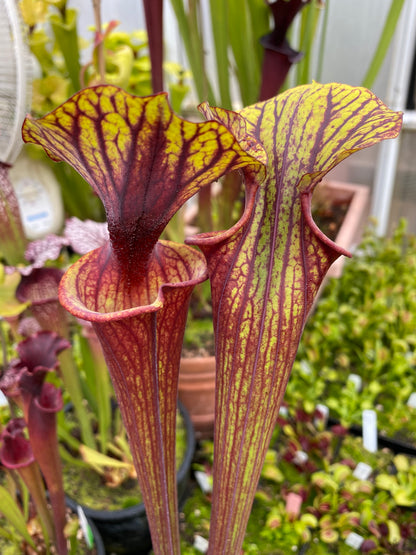 Sarracenia flava MK F234 var Rubricorpora Large Apalachicola FL (Shipped Bare-Root)