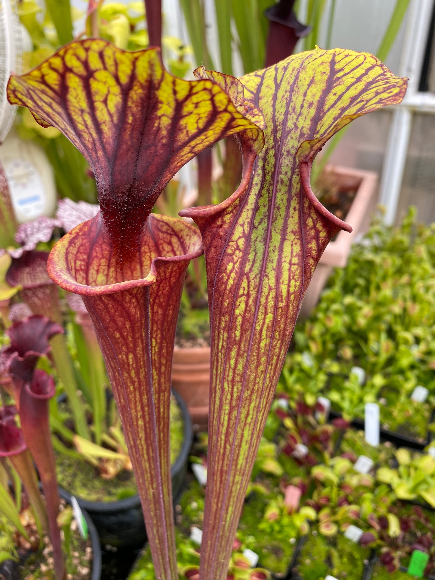 Sarracenia flava MK F234 var Rubricorpora Large Apalachicola FL (Shipped Bare-Root)