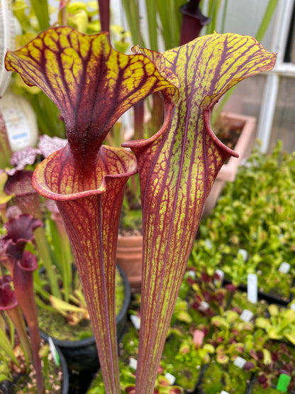 Sarracenia flava MK F234 var Rubricorpora Large Apalachicola FL (Shipped Bare-Root)