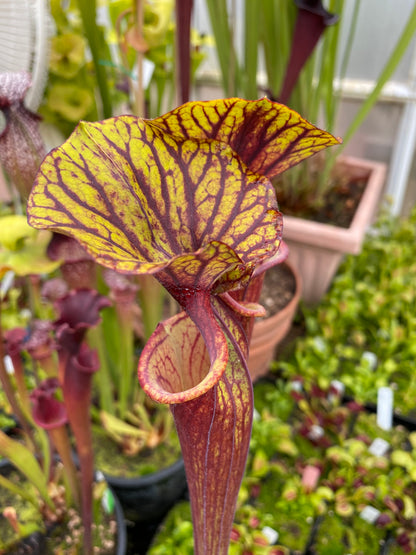 Sarracenia flava MK F234 var Rubricorpora Large Apalachicola FL (Shipped Bare-Root)