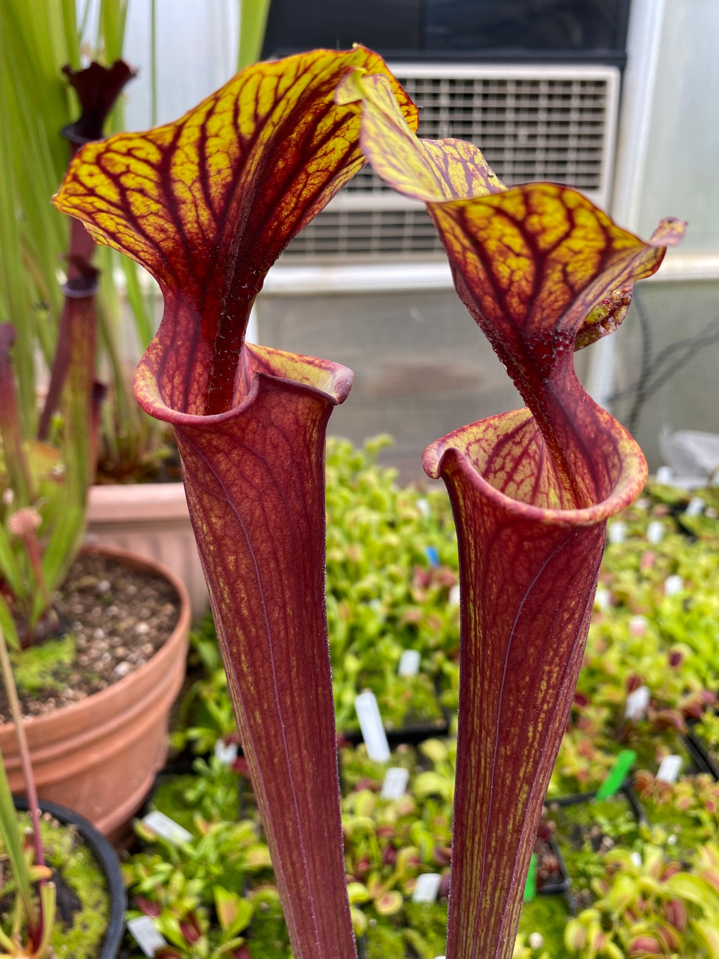 Sarracenia flava MK F234 var Rubricorpora Large Apalachicola FL (Shipped Bare-Root)