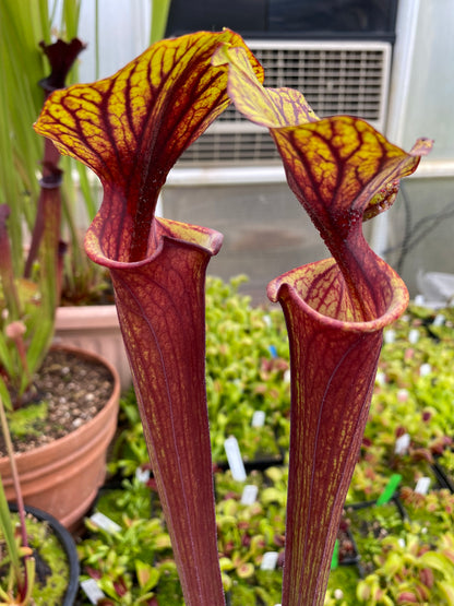 Sarracenia flava MK F234 var Rubricorpora Large Apalachicola FL (Shipped Bare-Root)