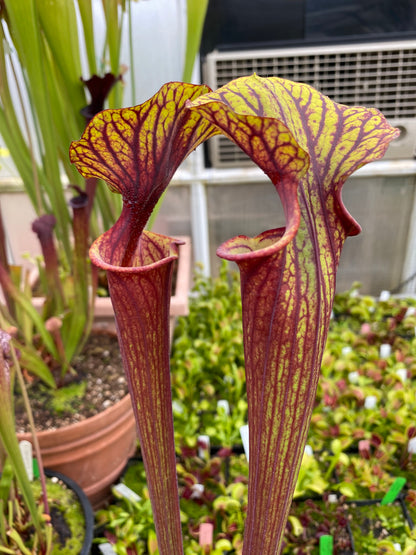 Sarracenia flava MK F234 var Rubricorpora Large Apalachicola FL (Shipped Bare-Root)