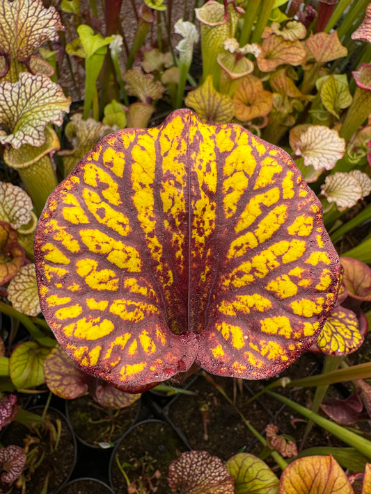 Sarracenia flava MK F234 var Rubricorpora Large Apalachicola FL (Shipped Bare-Root)