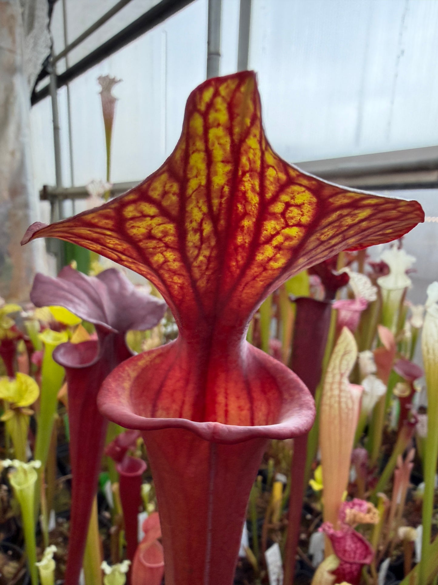 Sarracenia flava MK F241 var. Rubricorpora Sumatra FL (Shipped Bare-Root)