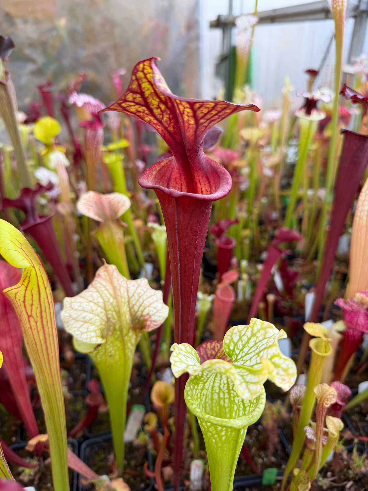 Sarracenia flava MK F241 var. Rubricorpora Sumatra FL (Shipped Bare-Root)