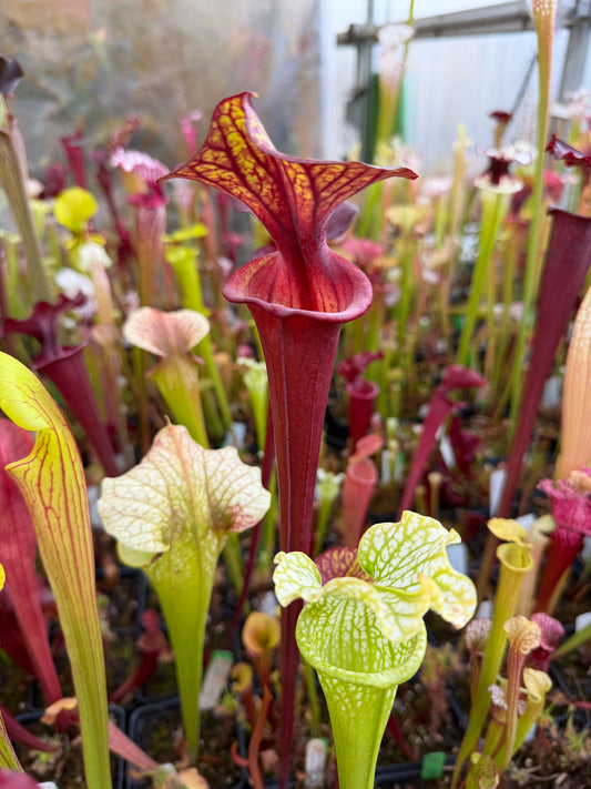 Sarracenia flava MK F241 var. Rubricorpora Sumatra FL (Shipped Bare-Root)