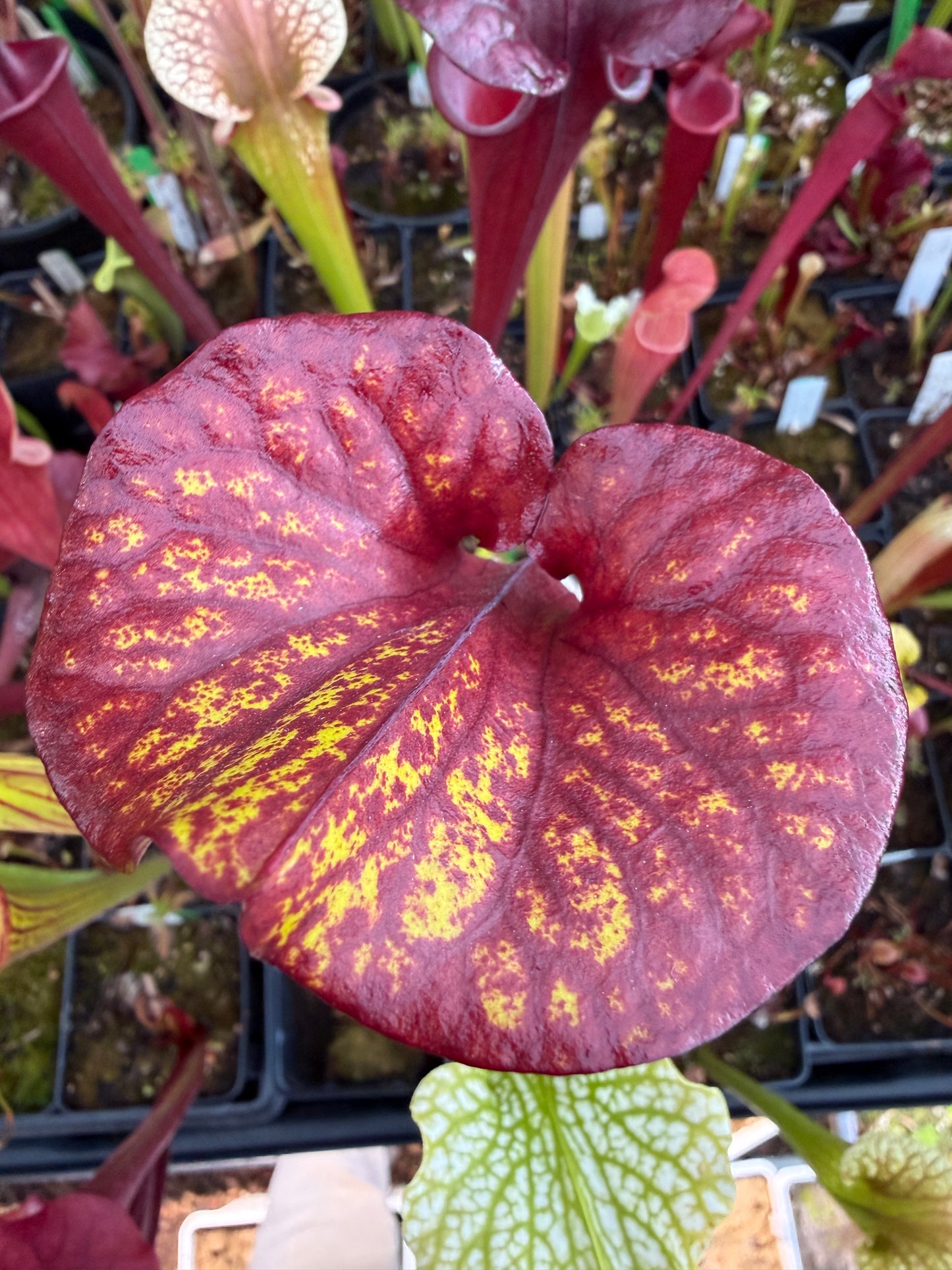 Sarracenia flava MK F241 var. Rubricorpora Sumatra FL (Shipped Bare-Root)