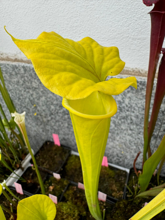 Sarracenia flava MK F257 Goldie (Shipped Bare-Root)