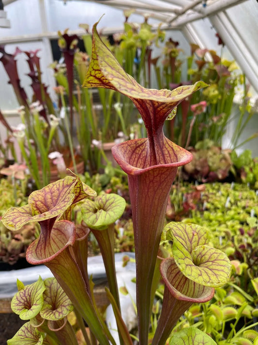 Sarracenia flava MK F75 var Rubricorpora Aplalachicola FL (Shipped Bare-Root)