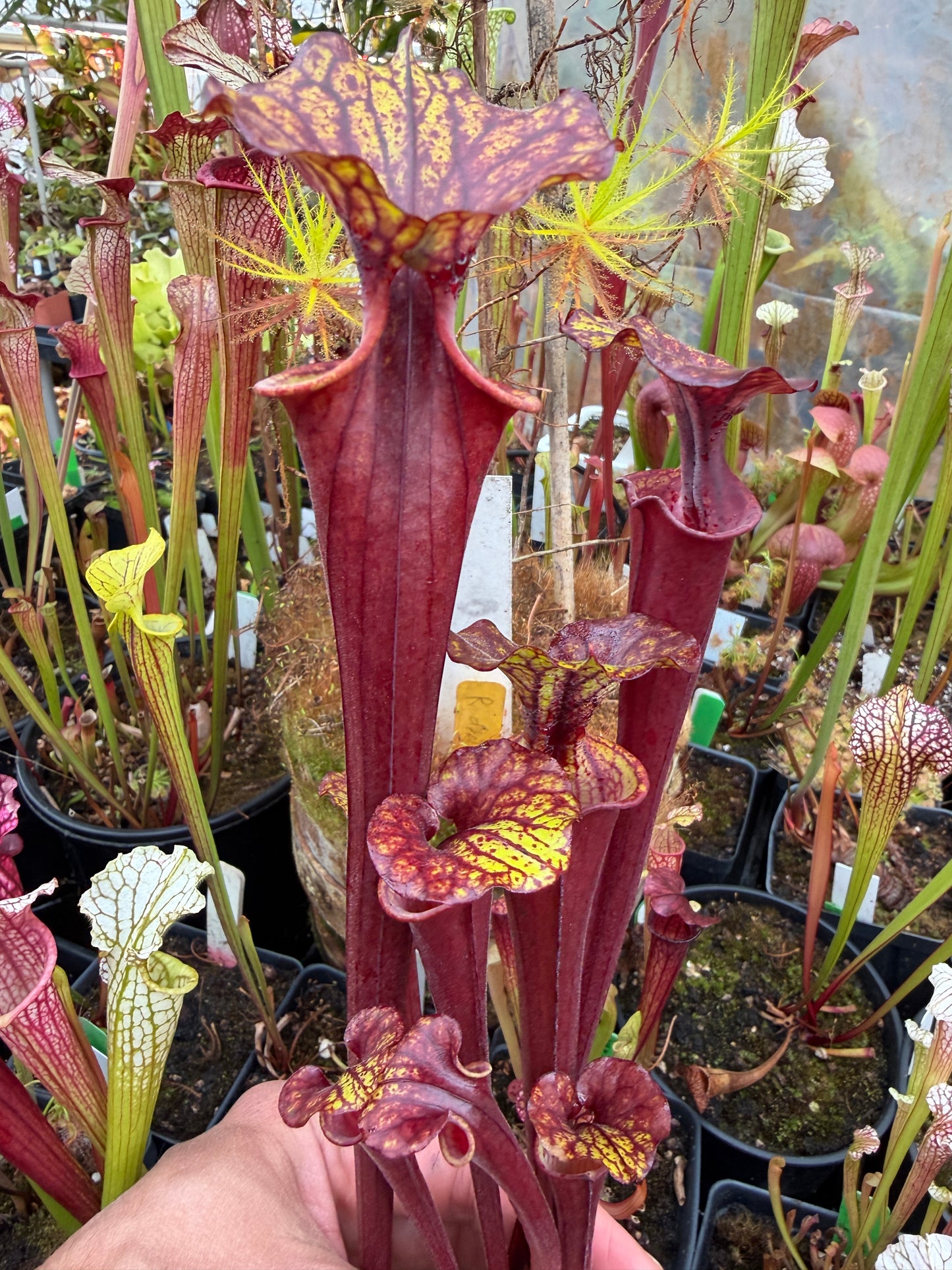 Sarracenia flava MW's Dark (Ultimate Dark x Burgundy) Liberty Co FL 1 in 100 MW - Small (Shipped Bare-Root)