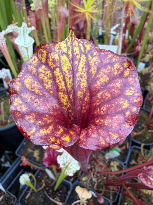 Sarracenia flava MW's Dark (Ultimate Dark x Burgundy) Liberty Co FL 1 in 100 MW - Small (Shipped Bare-Root)