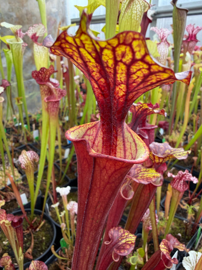 Sarracenia flava MW's Dark (Ultimate Dark x Burgundy) Liberty Co FL 1 in 100 MW - Small (Shipped Bare-Root)