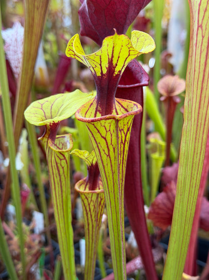 Sarracenia flava Ornata Bay Co like Outlaw #1 (Shipped Bare-Root)