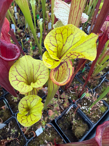 Sarracenia flava Ornata Bay Co like Outlaw #1 (Shipped Bare-Root)