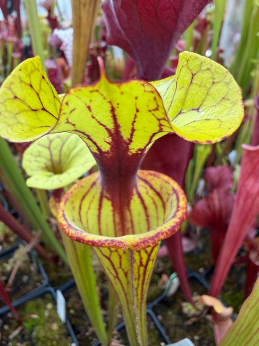 Sarracenia flava Ornata Bay Co like Outlaw #1 (Shipped Bare-Root)