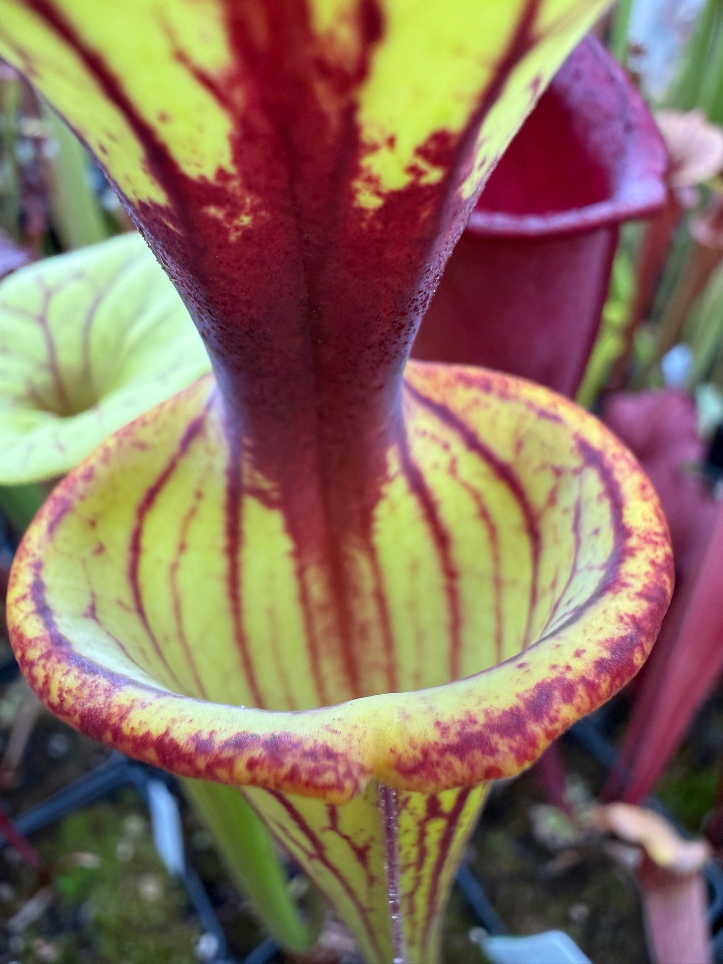 Sarracenia flava Ornata Bay Co like Outlaw #1 (Shipped Bare-Root)