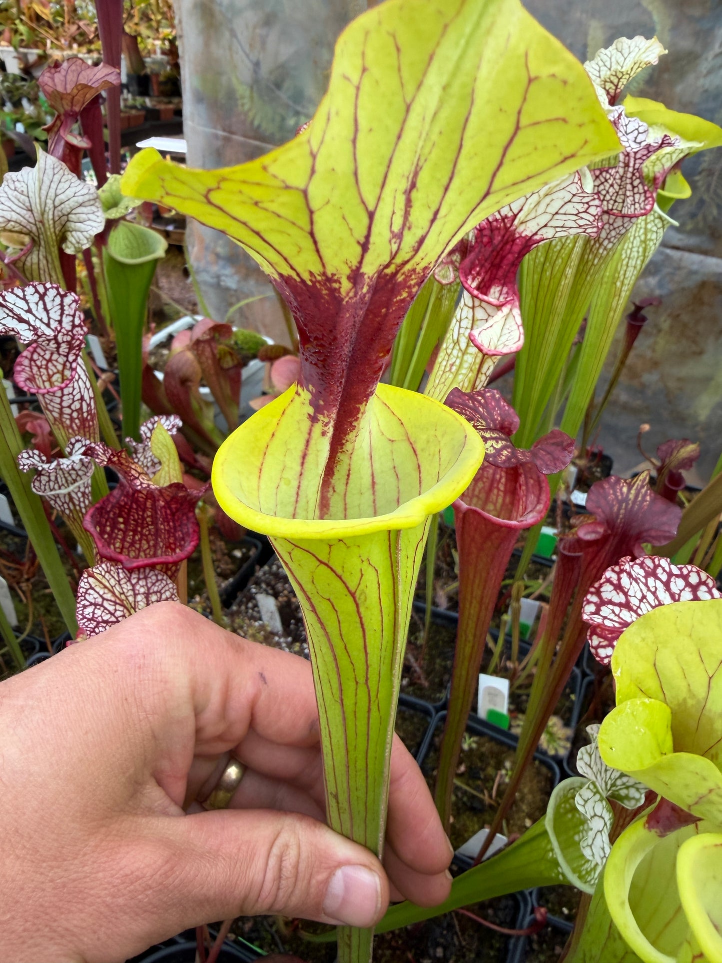 Sarracenia flava Ornata Miramar Beach FL WLM (Shipped Bare-Root)