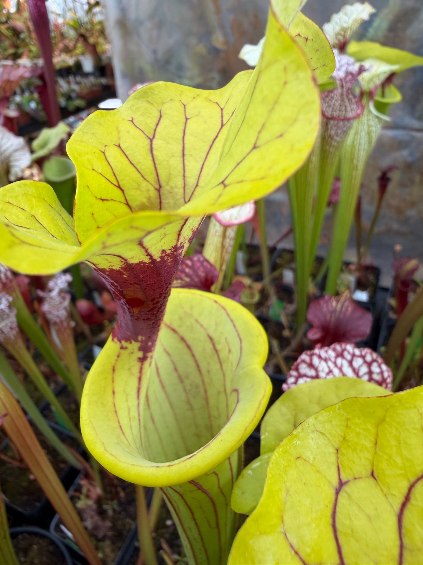 Sarracenia flava Ornata Miramar Beach FL WLM (Shipped Bare-Root)