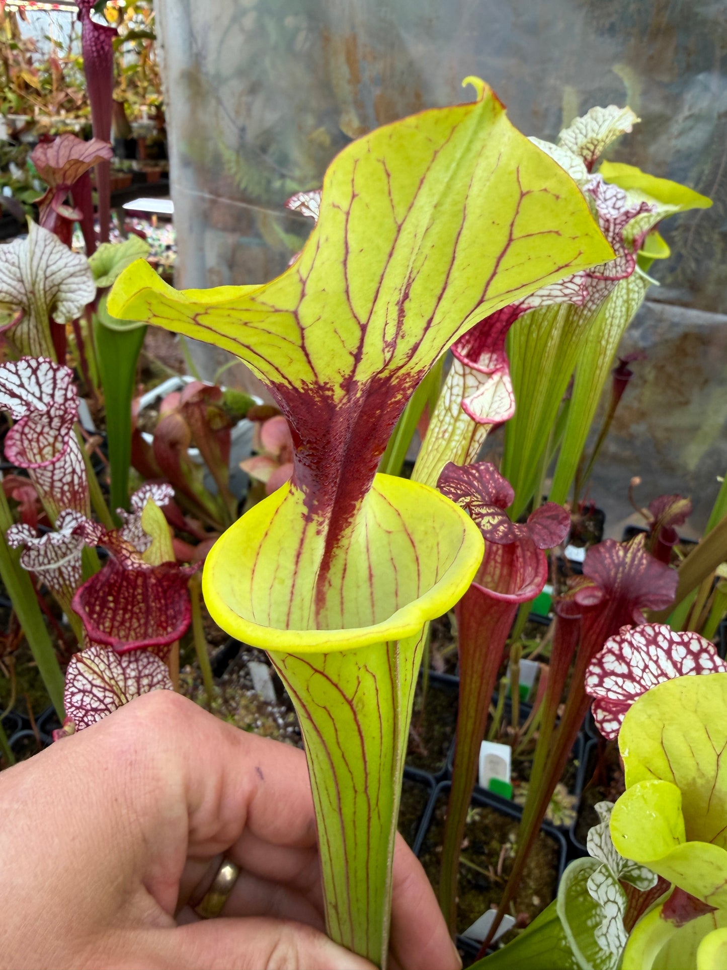 Sarracenia flava Ornata Miramar Beach FL WLM (Shipped Bare-Root)