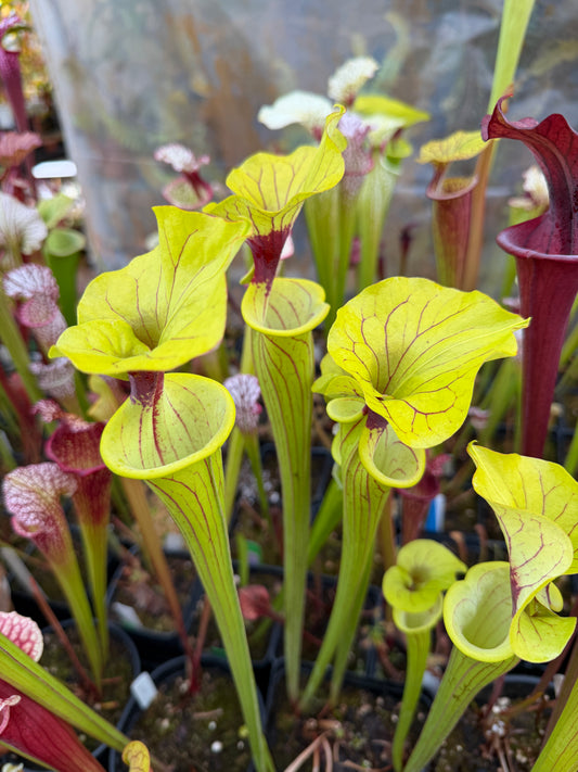 Sarracenia flava Ornata Miramar Beach FL WLM (Shipped Bare-Root)
