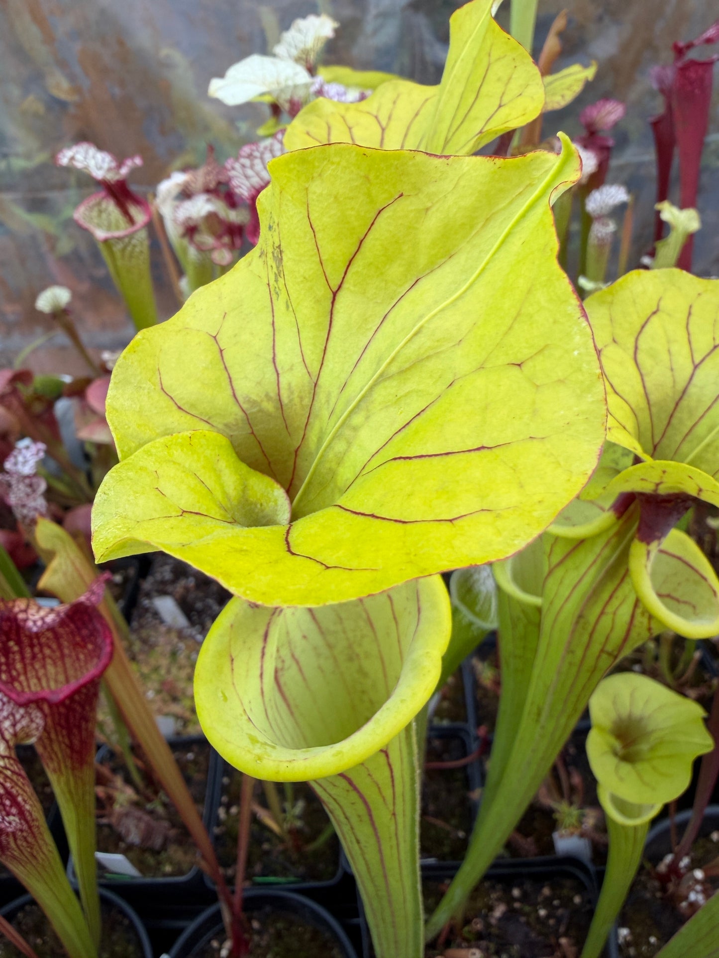 Sarracenia flava Ornata Miramar Beach FL WLM (Shipped Bare-Root)
