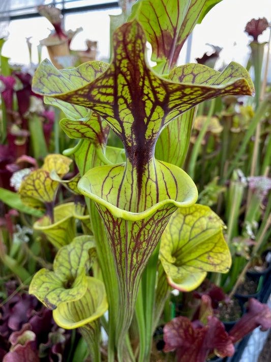 Sarracenia flava Ornata Original Black Veins Bulloch Co GA Damon’s Clone (Shipped Bare-Root)