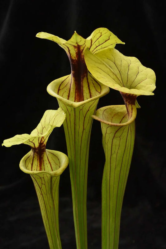 Sarracenia flava ornata Phil's clone (Shipped Bare-Root)